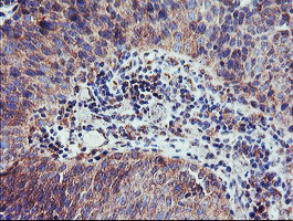 m08322 anti camlg mouse monoclonal antibody clone id oti1a3 ihc testing 4