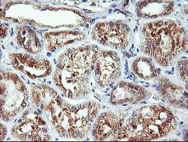 m08322 anti camlg mouse monoclonal antibody clone id oti1a3 ihc testing 5