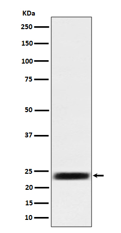 Western blot analysis of ARFRP1 / ARP expression in 293 cell lysate.