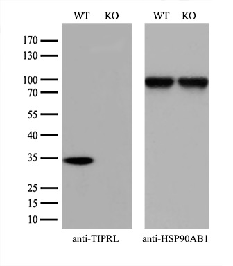 m08373 anti tiprl mouse monoclonal antibody clone id oti3d11 wb testing 2