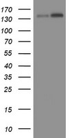 m08375 anti taf2 mouse monoclonal antibody clone id oti2a5 wb testing 1