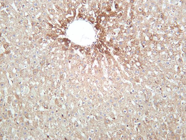 Rat liver was stained with anti-TUBA1B rabbit antibody
