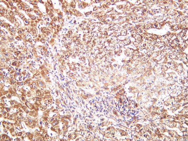 Human liver was stained with anti-TUBA1B rabbit antibody