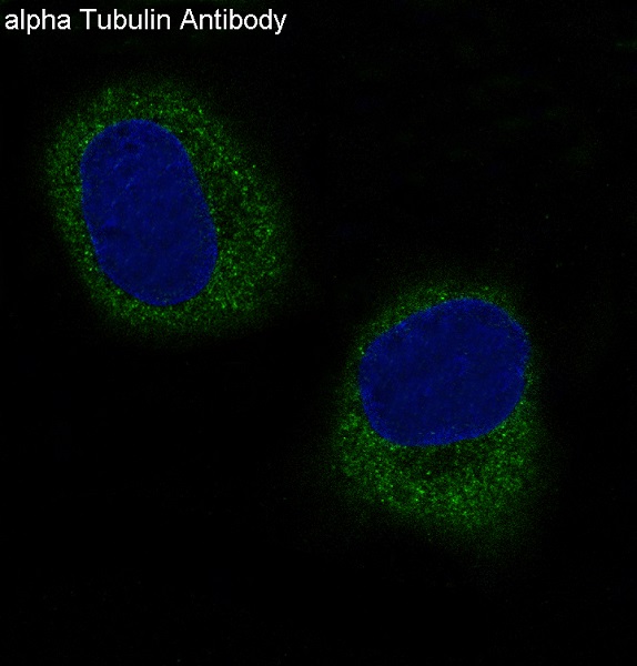 Immunofluorescent analysis of Hela cells, using alpha Tubulin Antibody 