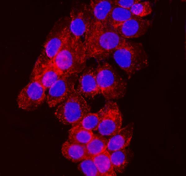m08384 ndfip2 primary antibodies if testing 6