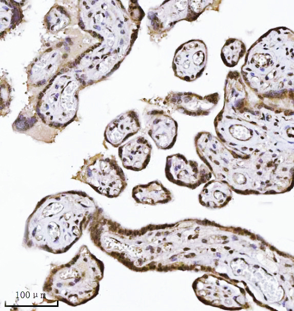 IHC analysis of NDFIP2 using anti-NDFIP2 antibody (M08384)