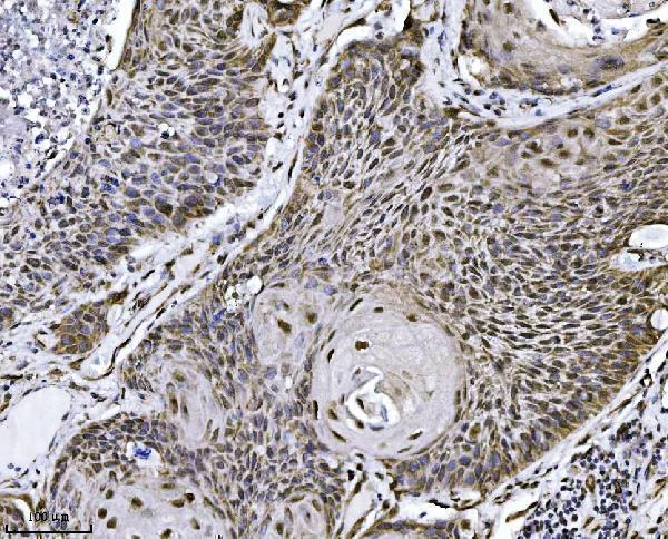  IHC analysis of NDFIP2 using anti-NDFIP2 antibody (M08384)