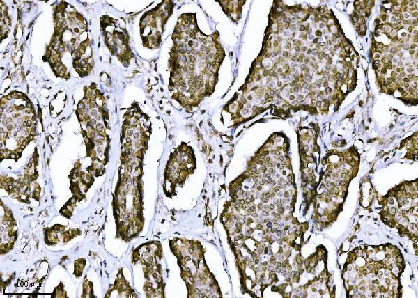 m08384 ndfip2 primary antibodies ihc testing 4