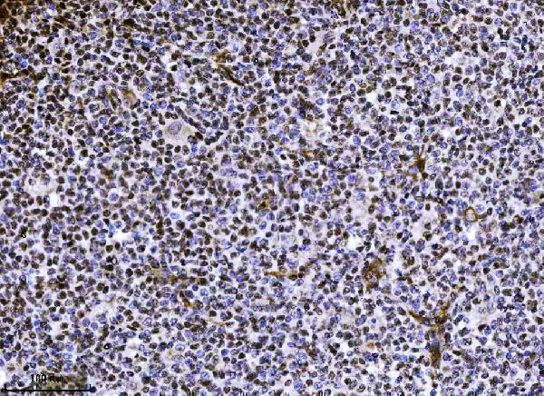 m08384 ndfip2 primary antibodies ihc testing 5