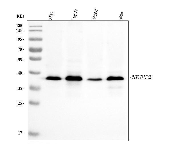  Western blot analysis of NDFIP2 using anti-NDFIP2 antibody (M08384)