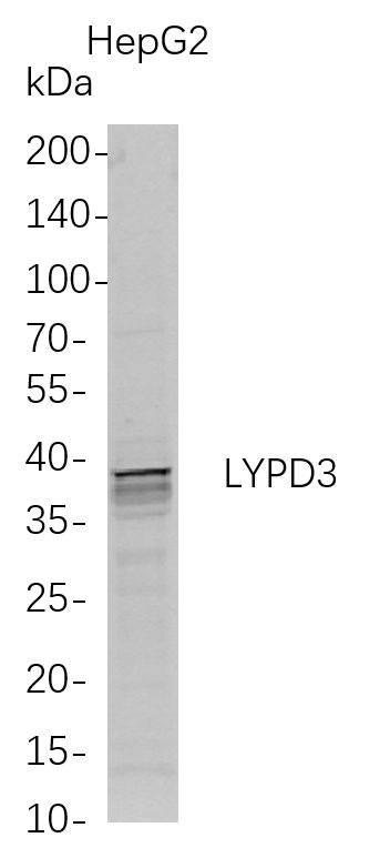 Western Blot analysis of HepG2 whole cell lysates were separated by 4-20% SDS-PAGE, and the membrane was blotted with anti-LYPD3 rabbit mAb