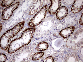 m08401 anti usp44 mouse monoclonal antibody clone id oti1d1 ihc testing 13
