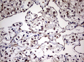 m08401 anti usp44 mouse monoclonal antibody clone id oti1d1 ihc testing 14