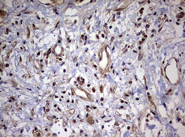 m08401 anti usp44 mouse monoclonal antibody clone id oti1d1 ihc testing 15