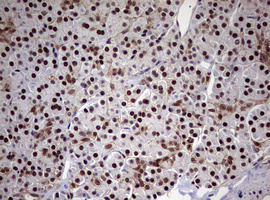 m08401 anti usp44 mouse monoclonal antibody clone id oti1d1 ihc testing 4