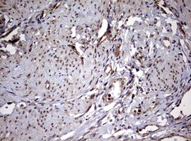 m08401 anti usp44 mouse monoclonal antibody clone id oti1d1 ihc testing 7