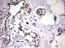 m08401 anti usp44 mouse monoclonal antibody clone id oti1d1 ihc testing 9