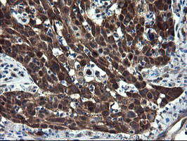 m08405 2 anti cnot4 mouse monoclonal antibody clone id oti1h2 ihc testing 2
