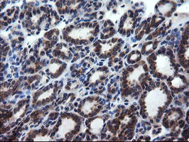 m08405 2 anti cnot4 mouse monoclonal antibody clone id oti1h2 ihc testing 5