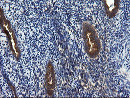 m08405 2 anti cnot4 mouse monoclonal antibody clone id oti1h2 ihc testing 6