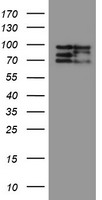 m08405 2 anti cnot4 mouse monoclonal antibody clone id oti1h2 wb testing 1