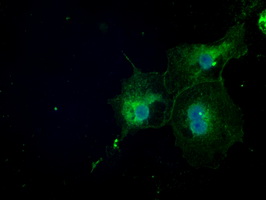 m08414 anti nat8 mouse monoclonal antibody clone id oti5a8 if testing 12