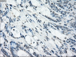 m08414 anti nat8 mouse monoclonal antibody clone id oti5a8 ihc testing 10