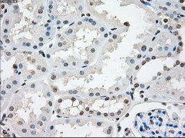m08414 anti nat8 mouse monoclonal antibody clone id oti5a8 ihc testing 11