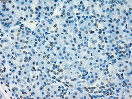 m08414 anti nat8 mouse monoclonal antibody clone id oti5a8 ihc testing 4