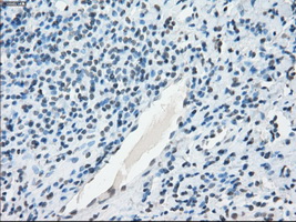 m08414 anti nat8 mouse monoclonal antibody clone id oti5a8 ihc testing 5