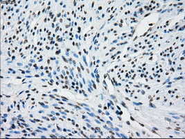 m08414 anti nat8 mouse monoclonal antibody clone id oti5a8 ihc testing 6
