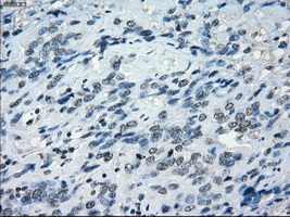 m08414 anti nat8 mouse monoclonal antibody clone id oti5a8 ihc testing 7