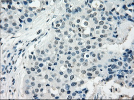 m08414 anti nat8 mouse monoclonal antibody clone id oti5a8 ihc testing 8