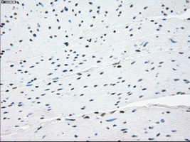 m08414 anti nat8 mouse monoclonal antibody clone id oti5a8 ihc testing 9