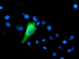 m08415 anti ifi35 mouse monoclonal antibody clone id oti1c9 if testing 5