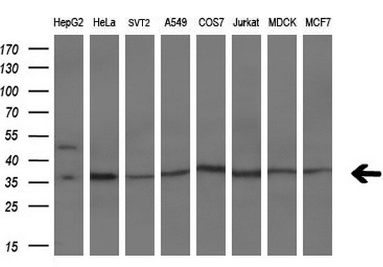 Western blot analysis of extracts (10ug) from 8 different cell lines by using anti-IFI35 monoclonal antibody (1:200)