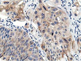 m08421 anti lcmt1 mouse monoclonal antibody clone id oti4a5 ihc testing 7