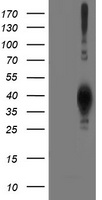m08421 anti lcmt1 mouse monoclonal antibody clone id oti4a5 wb testing 1