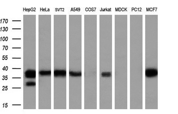 m08421 anti lcmt1 mouse monoclonal antibody clone id oti4a5 wb testing 2