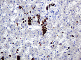 Immunohistochemical staining of paraffin-embedded Human liver tissue within the normal limits using anti-HEMGN mouse monoclonal antibody