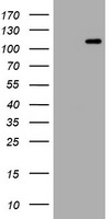 HEK293T cells were transfected with the pCMV6-ENTRY control (Left lane) or pCMV6-ENTRY HEMGN (Right lane) cDNA for 48 hrs and lysed