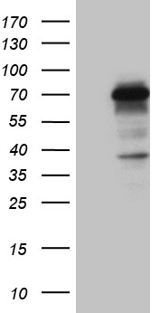 m08439 anti ccdc22 mouse monoclonal antibody clone id oti2e4 wb testing 1