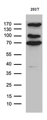 m08439 anti ccdc22 mouse monoclonal antibody clone id oti2e4 wb testing 2