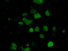 m08458 anti emg1 mouse monoclonal antibody clone id oti1b8 if testing 5