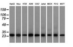 Western blot analysis of extracts (35ug) from 9 different cell lines by using anti-EMG1 monoclonal antibody