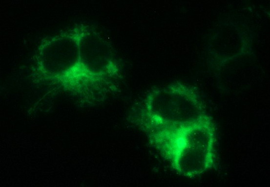 Anti-MINPP1 mouse monoclonal antibody (M08462) immunofluorescent staining of COS7 cells transiently transfected by pCMV6-ENTRY MINPP1