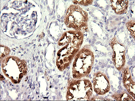 Immunohistochemical staining of paraffin-embedded Human Kidney tissue within the normal limits using anti-MINPP1 mouse monoclonal antibody (M08462) at 1:150 dilution