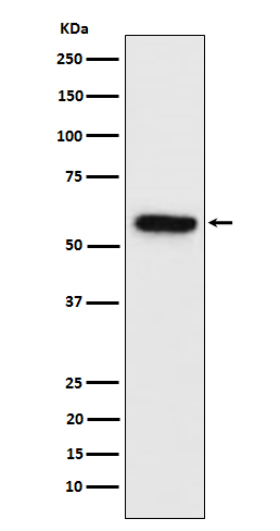 Western blot analysis of Synapsin II expression in Neuro-2a cell lysate