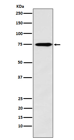 Western blot analysis of Synapsin II expression in Human fetal brain lysate