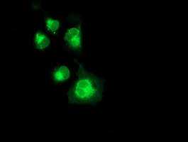 m08495 anti nptn mouse monoclonal antibody clone id oti3c4 if testing 9